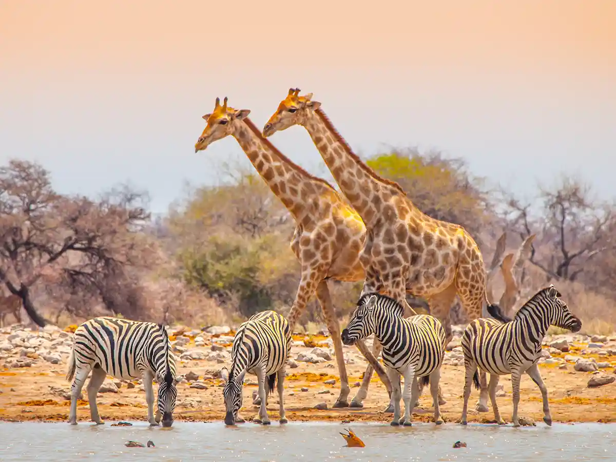 Deux girafes et quatre zèbres de plaine à un point d'eau du Parc National d'Etosha sous une lumière douce de fin d'après-midi.