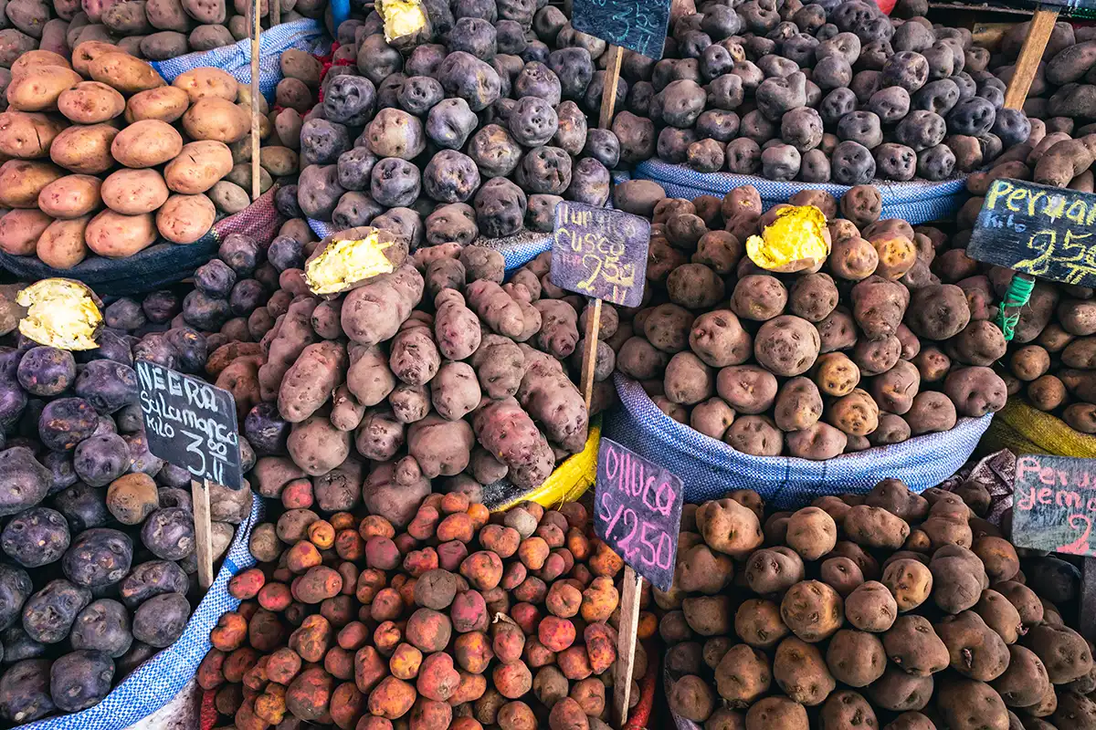 Des dizaines de variétés natives de pommes de terre péruviennes — violettes, bordeaux, jaunes et roses — entassées dans des bacs de marché avec des étiquettes manuscrites.